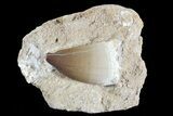 Mosasaur (Prognathodon) Tooth In Rock #70475-1